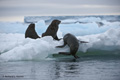 Antarctic Fur Seals