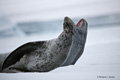 Leopard Seal