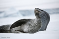 Leopard Seal