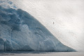 Lone Adelie Penguin on Iceberg