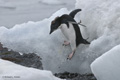 Immature Adelie Penguin on Ice