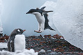 Immature Adelie Penguin Jumping from Ice