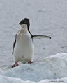 Immature Adelie Penguin on Ice