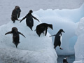 Immature Adelie Penguin Jumping from Ice