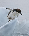 Immature Adelie Penguin on Ice