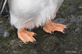 Gentoo Penguin Feet