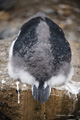 Gentoo Penguin Tail