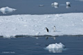 Adelie Penguins on Ice Sheet