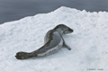 Leopard Seal