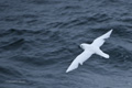 Snow Petrel