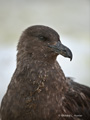 South Polar Skua