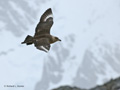 South Polar Skua in Flight