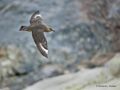 South Polar Skua in Flight