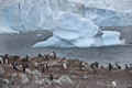 Gentoo Penguins