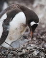 Gentoo Penguin with Small Chick