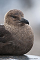 South Polar Skua