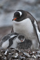 Gentoo Penguins with Chicks