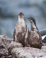 Pair of Gentoo Penguin Chicks