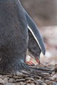 Gentoo Penguin Chick