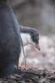 Gentoo Penguin Chick