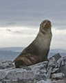 Antarctic Fur Seal