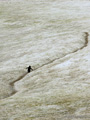 Lone Gentoo Penguin on Trail Through the Snow