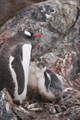 Gentoo Penguin with Chick