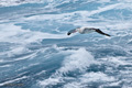 Wandering Albatross