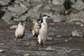 Chinstrap Penguin with Chasing Chicks