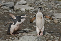 Chinstrap Penguin with Chicks Demanding Feeding