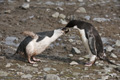 Chinstrap Penguin and Feeding Chick