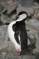 Chinstrap Penguin