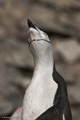 Chinstrap Penguin