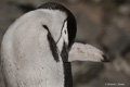 Chinstrap Penguin