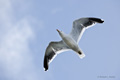 Kelp Gull in Flight