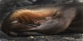 Antarctic Fur Seal