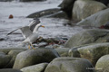 Kelp Gull