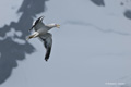 Kelp Gull in Flight