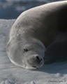 Crabeater Seal