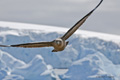 South Polar Skua in Flight