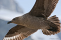 South Polar Skua in Flight