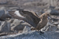 South Polar Skua