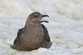 South Polar Skua