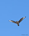 South Polar Skua in Flight