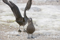 South Polar Skua