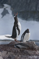 Gentoo Penguins