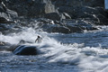 Gentoo Penguin in a Crashing Surf