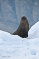 Antarctic Fur Seal