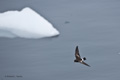 Wilson's Storm Petrel