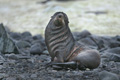 Antarctic Fur Seal